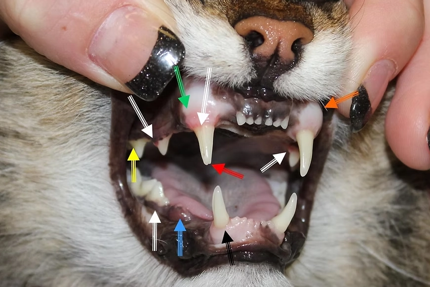 cat tooth infection signs cat tooth infection signs