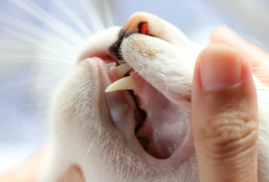 cat tooth infection signs cat tooth infection signs