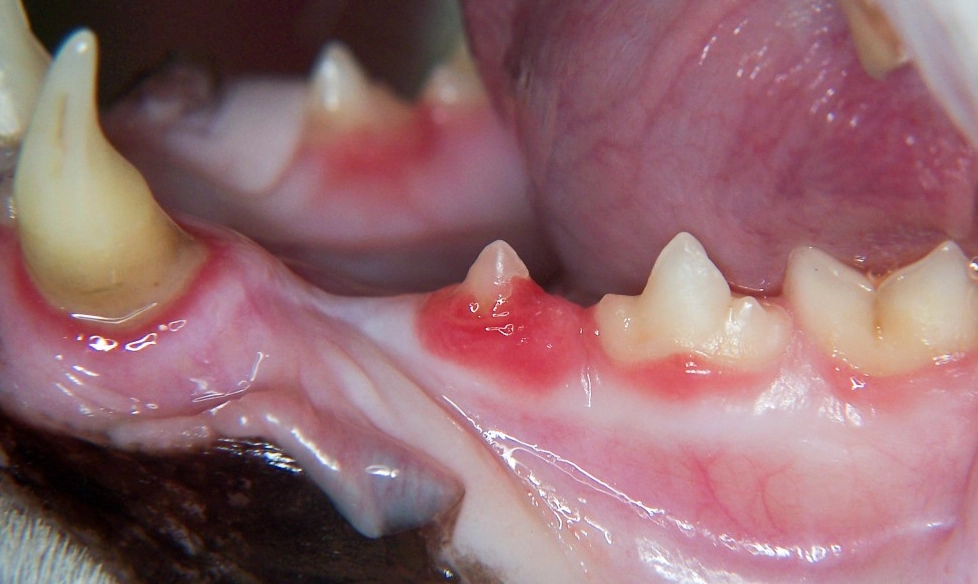 cat bad breath causes cat bad breath causes