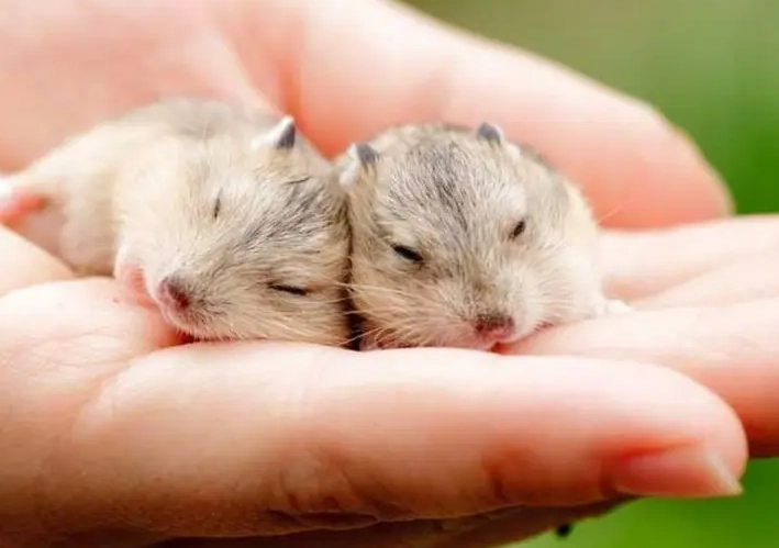 guinea pig as pet guinea pig as pet