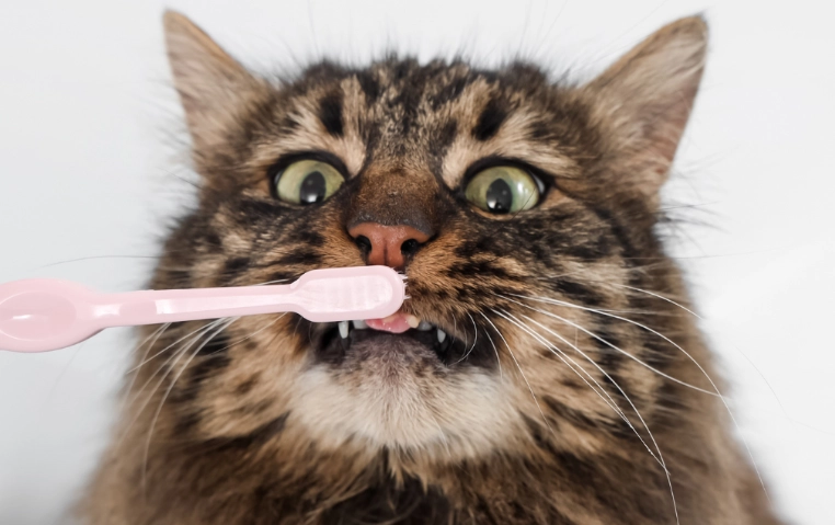 cat dental treats cat dental treats