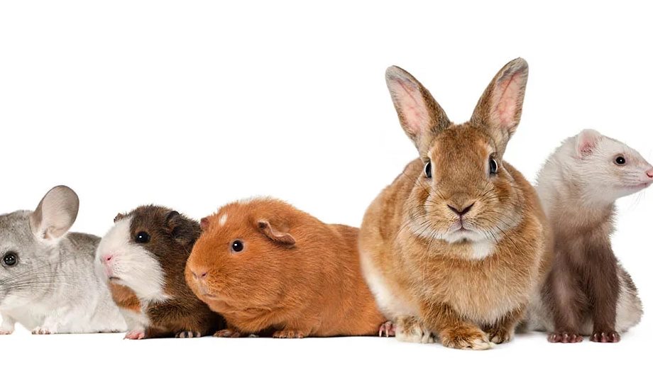 hamster care hamster care