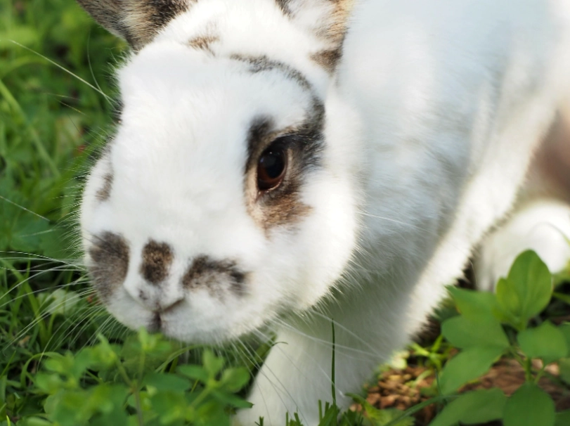 pet rabbit breeds pet rabbit breeds