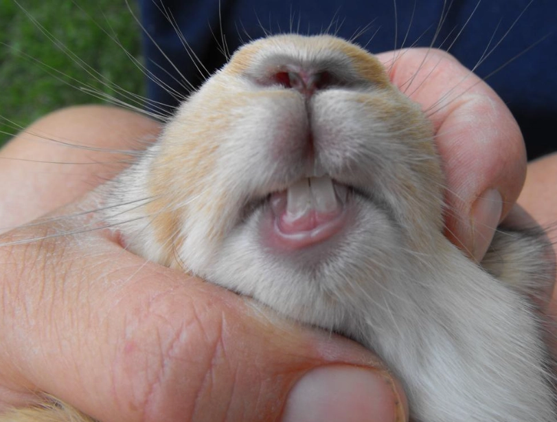 Signs of bad health in rabbits