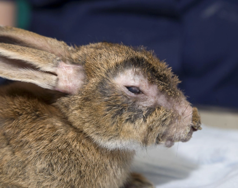 sick rabbit symptoms sick rabbit symptoms