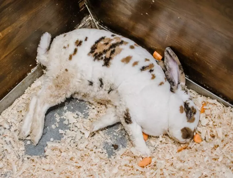 rabbit not eating rabbit not eating