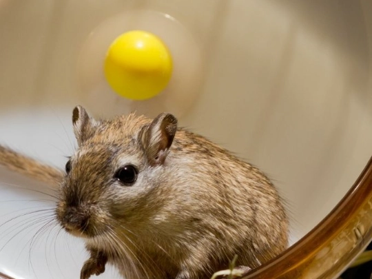 what to feed gerbils what to feed gerbils