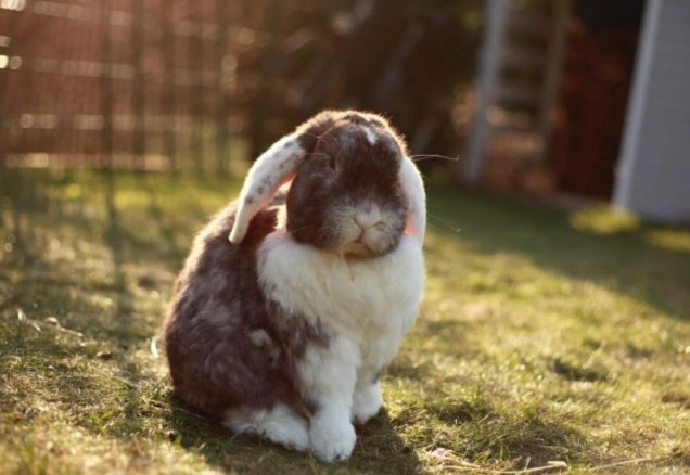 rabbit health problems rabbit health problems
