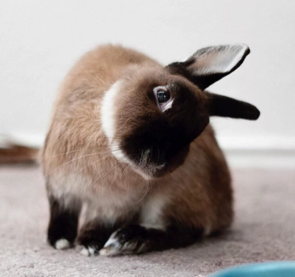 sick rabbit symptoms sick rabbit symptoms