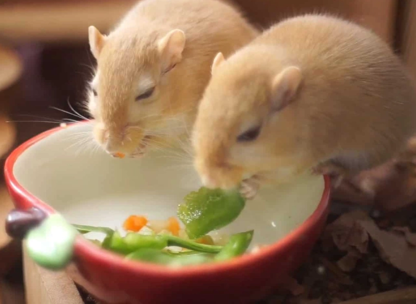 Gerbil diet plan for beginners