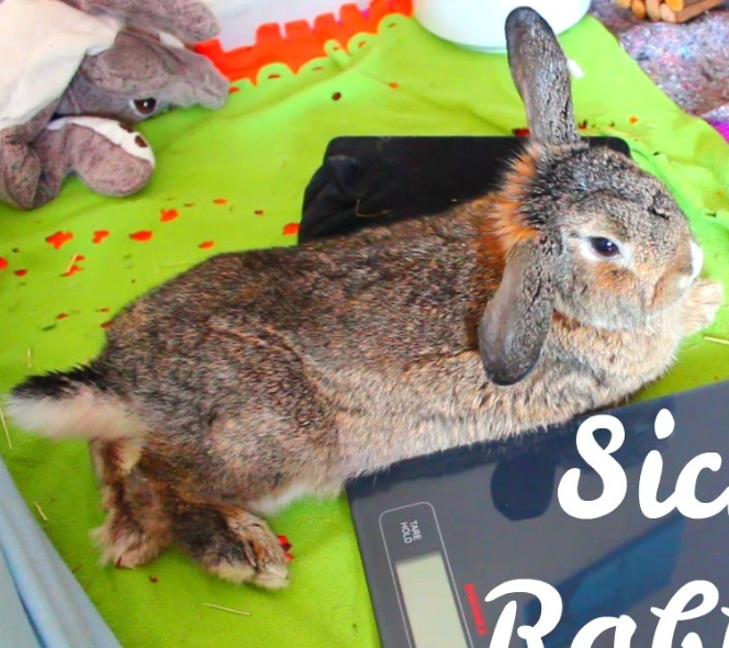 rabbit health problems rabbit health problems